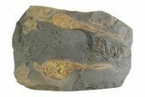 Two Large Ordovician Carpoid Fossils - Ktaoua Formation, Morocco #312757-1